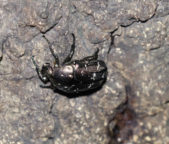 シラホシハナムグリ_No.1のクヌギ_クワガタ達のオアシス_2023年9月28日18時55分 気温28.6度